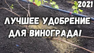 Лучшее удобрение для винограда!