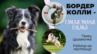 Бордер-колли - самая умная собака, которая танцует "Цыганочку" и пасет овец