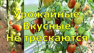 СУПЕРУРОЖАЙНЫЕ томаты для консервирования. 2 любимых сорта