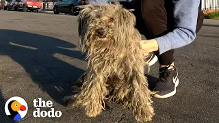 Matted Stray Dog Finally Gets A Haircut | The Dodo