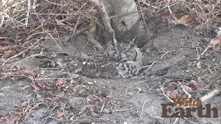 WildEarth - Sunrise - 24 September 2021