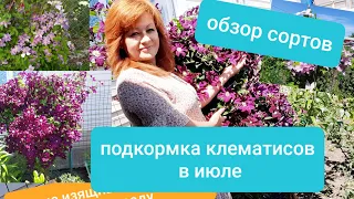 ЧТОБЫ ВАШИ КЛЕМАТИСЫ РАДОВАЛИ ВАС ПЫШНЫМ ЦВЕТЕНИЕ ,  ПОДКОРМИТЕ ИХ В ИЮЛЕ.