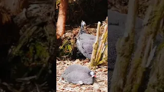 Guinea Fowl | Guinea Fowl Videos for kids #oddlysatisfyingvideo #shorts #hens #guineafowl