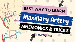 Maxillary Artery Mnenomics & Tricks