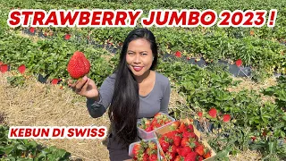 PANEN STRABERRY JUMBO PERTAMA 2023 DI SWISS! Sampai Kewalahan!