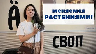 Зелёный МАРКЕТ / Что такое СВОП + обзор магазинчиков РАСТЕНИЙ