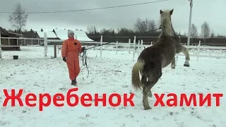 Купили жеребёнка. Как воспитывать. Начало.