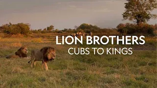 LION BROTHERS | CUBE TO KINGS | Wild Planet Hindi | Wildlife Documentary Hindi