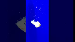 Georgia Aquarium Jelly Fish