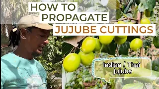 How to propagate jujube Or Chinese dates from cuttings #jujubee #plum #propagation #plantcutting