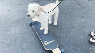 QuestBoards Longboard Unboxing and Review