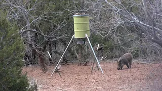 First Hog with new 6.5 Creedmoor!