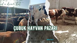 ÇUBUK HAYVAN PAZARI ~ İNEK FİYATLARI YÜKSELİYOR ~ BÖLÜM 2