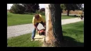 Felling Trees (Bore Cut Method)