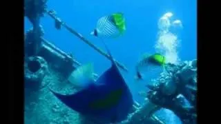 Red Sea Scuba Diving on Wrecks (Thistlegorm, Giannis D, Crisoula, Rosalie Moller,...)