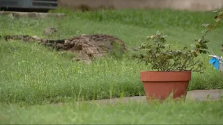 Call KENS | Landscaper returns $950 after KENS 5 got involved