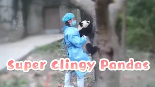 Panda Nannies Are So "Tired" Of Clingy Panda Babies  | iPanda