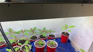 Gardening experiment Vegging seedlings plants 🌱 24 hour light VS 12 hour light: Which is best?