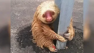 Little Sloth Tries To Cross The Highway In Ecuador, Gets Scared, Can’t Move