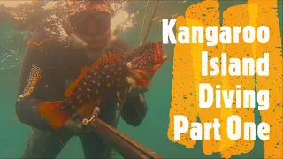 Kangaroo Island Spearfishing & Diving for Lobster & Crabs PART 1