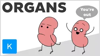 You could live without these organs - Human Anatomy | Kenhub