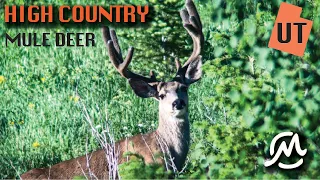 HIGH COUNTRY MULE DEER SCOUTING | Utah part 1