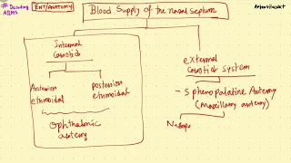 Blood supply of the nasal septum | decoding INICET | ARBORVITAENXT