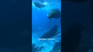 Проглотил кит? Подскажем что делать!😉