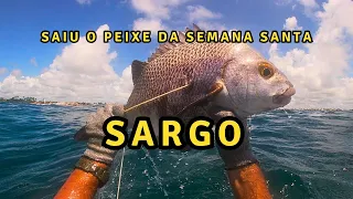 Peguei um Sargo pra ceia da semana Santa. [ Pesca submarina em Porto de Galinhas ]