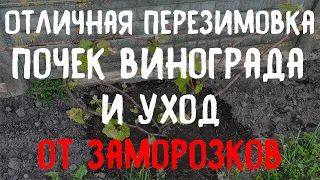 Как сохранить кусты винограда зимой и уйти от весенних заморозков