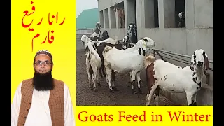 Feed For Goats in Winter || Best Diet Formula For Goats (Part 1)