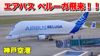 "Airbus Beluga Arrives at Kobe Airport in JAPAN: The Aircraft Transporter!!"