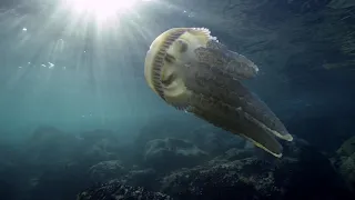 Mar da Minha Terra – Almada Atlântica | filme completo