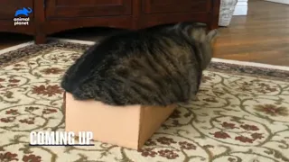 Chonk breaks box