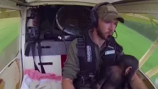 Baby Chimp Acts As Co-Pilot In Tiny Plane