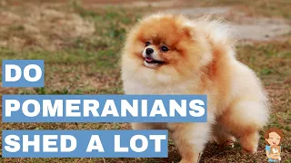 Do Pomeranians Shed A Lot?