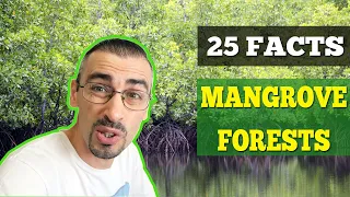 25 Amazing Facts About MANGROVE FORESTS