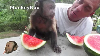 Monkey Loves Watermelon!