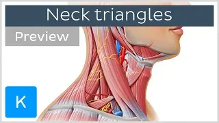 Triangles of the neck: location and contents (preview)  - Human Anatomy | Kenhub