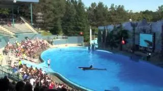 Касатка. Orca. Killer whale.