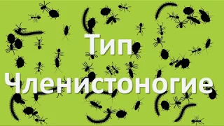 10.1 Членистоногие - общая характеристика (7 класс) - биология, подготовка к ЕГЭ и ОГЭ 2018