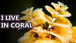 Christmas Tree Worm facts: perhaps the most festival animals | Animal Fact Files