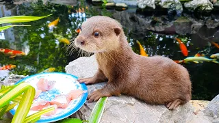 Binotter Swim With Koi Fish And Roosters(Life of day 1)