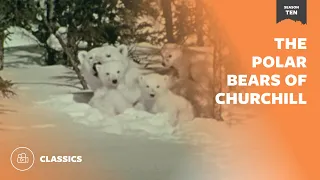 The Polar Bears of Churchill  | Mutual of Omaha's Wild Kingdom