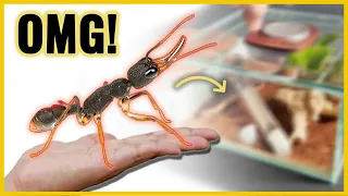 THIS IS THE BEST ANT IN THE WORLD. DO YOU WANT TO MEET IT? CLICK HERE.