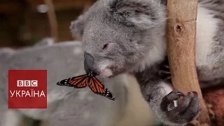 Як коала подружилась із метеликом