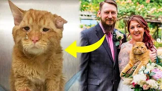 Couple Adopts The Saddest Cat, And An Hour Later Something Incredible Happens