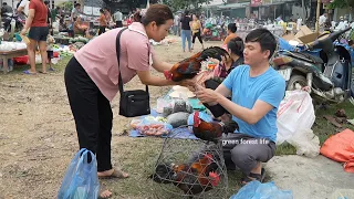 Continue selling wild chickens. Make chili salt to reserve. Robert | Green forest life