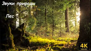 4K | Лес | Звуки природы для сна | Расслабляющее видео