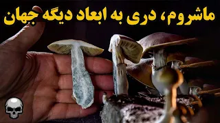 ماشروم، توهم زا یا دری به ابعاد دیگه جهان؟